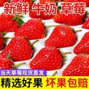 概率券、新活动：三萌果蔬大凉山露天草莓奶油味3斤 精选装 单果15g+