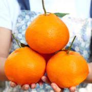 秒杀！！正宗四川春见耙耙柑 9斤特大果
