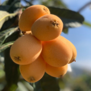 Dole 都乐 云南冰糖枇杷 1.5斤装（单果20-30g）