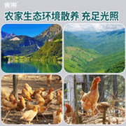 雀淘 AA级新鲜土鸡蛋45g*50枚无沙门氏菌正宗皖南散养谷物柴草早餐
