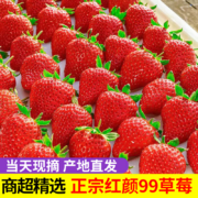 百亿补贴：金百粟  大凉山红颜99甜奶油草莓 礼盒装 2斤 净重中果【尝鲜装】