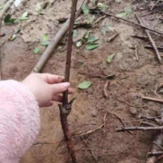 需首单：海棠花苗