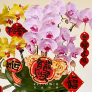 花点时间 年宵蝴蝶兰盆栽带花盆栽绿植繁花似锦花鲜家用束基地直发