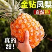樱鲜 海南金钻凤梨 9斤装 单果750g+