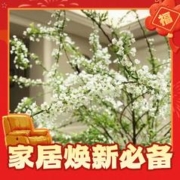 水培雪柳鲜花20支60cm