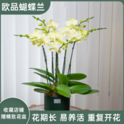 金色池塘 欧苗蝴蝶兰盆栽带花苞