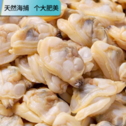勋康海青岛鲜活蛤蜊新鲜无沙大蚬子花蛤海鲜贝壳类水产花甲 鲜活花蛤 2.5 kg