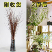 水培雪柳鲜花 20支