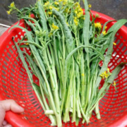 ZXC 广西柳叶甜菜心 菜花新鲜菜苔 现摘蔬菜 1斤