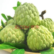 MDNG 年货节！妙杀1000箱 牛奶凤梨 新鲜释迦果5斤