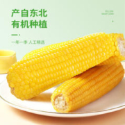 珍谷诱惑 有机甜糯玉米8支