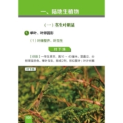 500种野菜野外识别速查图鉴