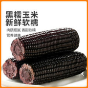 佟创 黑糯玉米8根 大棒均重＞250g 低脂东北哈尔滨甜糯玉米 杂粮