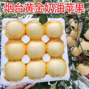 樱鲜 山东奶油富士苹果 5斤6-9个单果85mm+