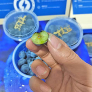 【精品年货礼盒】比车厘子好吃的秘鲁蓝莓枝冠超能杯 15mm+ 小懒人杯9*100g自带花香 顺丰空运