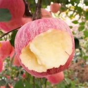 签到 山东烟台红富士苹果4斤