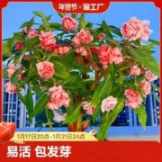 绿中城 重瓣凤仙花种籽子 200粒+肥