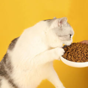 yoken 怡亲 高纤排毛成猫幼猫全期通用型猫干粮全营养配方增肥猫粮1.5kg 3斤