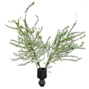 源生鲜云南干枝雪柳白色花60ml*10枝
