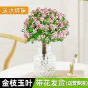 般林茜 金枝玉叶盆栽老桩盆景水培多肉植物室内办公桌面绿植花卉好养肉肉