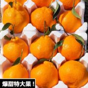 黄花地 特大果 四川春见耙耙柑 80mm+ 4.5斤装 (拍2份合并发一箱9斤) 10-18个