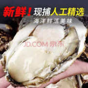 帆货 青梢 帆货 秒杀 乳山生蚝 鲜活特大牡蛎 5斤净重 单只3-4两 +顺丰冷链