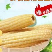 27日0点开始、plus会员：京地达白糯玉米*8根 净重3.7斤