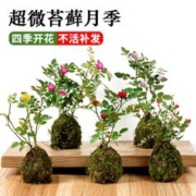 壹植 超微水培姬月季四季开花卉阳台桌面迷你小盆栽水中美人苔藓球植物