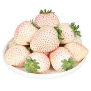 钱小二 淡雪草莓白粉色草莓日本引进品种新鲜水果送礼品物盒 淡雪草莓 0.5斤1盒约20粒礼盒装