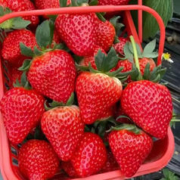 蜜企味 限时秒杀99箱！ 红颜99草莓 3斤 单果13-25克(拍2份合并发6斤)
