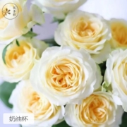 悦多彩 A级稀有玫瑰多头520七夕情人节礼物昆明基地水养鲜切花 送女友 奶油杯玫瑰 20支