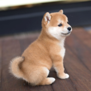 伊宠 纯种小柴犬 宠物级