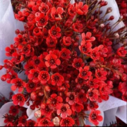 plus会员：京东鲜花 红色腊梅年宵花