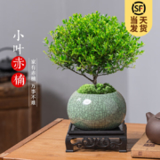 京东百亿补贴：KaiShiguo Plants 开时果 小叶赤楠盆景摆件
