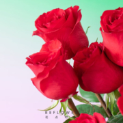 花点时间（Reflower）鲜花玫瑰花束云南昆明基地直发百合向日葵送女友生日礼物 红色系玫瑰20枝（黑魔术/传奇等品种）