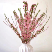 致荟树 珍珠李干枝鲜切花 10支 80cm