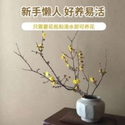 忻朵 鲜切红梅枝 30cm 3枝