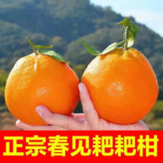 兰怜 特大果 四川 春见耙耙柑 4.5斤装 果径80-100mm