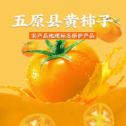 莫小仙 莫小小莫 黄柿子底汤 火锅底料 黄西红柿锅底 浓缩鲜汤200g预制菜1盒装