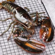 星品膳 年末特惠！活冻波士顿龙虾 1只装/4-4.5 斤