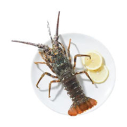 今日特惠价！！活冻小青龙 1只装 单只600g+顺丰