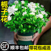 爱你一万年 栀子花盆栽 简易盆+肥料