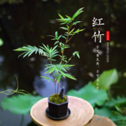 米竹室内盆栽红观音竹庭院桌面矮绿植小型微观盆景竹子苗观赏竹 米竹培育盆-1盆栽好