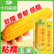 十月稻田 黄糯玉米220g23年新玉米大棒粘玉米低脂东北黏糯甜真空装