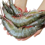 北海湾 虾 青岛特大虾王20/30规格（17-21cm） 单只冻4斤装【净重1750g 高品质】