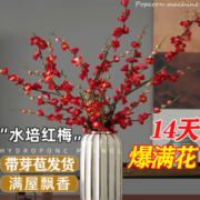 玄琰  水培腊梅红梅 带花苞 10枝