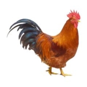 潭牛 小公鸡 1kg 京东自营