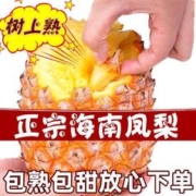 少羽 海南金钻凤梨9斤装 4-6个