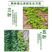 3元首单+签到 五叶爬墙虎苗30cm*5颗