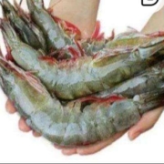 京东百亿补贴：北海湾 虾 青岛特大虾王20/30规格（17-21cm） 气冻大虾【纯虾3斤】